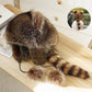 ⏳Limited-time 60% off⏰ Raccoon Tail Fur Parent-Child Plush Hat