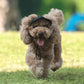 🎁2026 New Arrivals 50% OFF💥Dog Sun Hat with Wide Brim – UV protection & breathable – Adjustable strap, perfect for summer walks or beach trips – keeps your pet cool and safe 🐶🌊✨