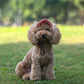 🎁2026 New Arrivals 50% OFF💥Dog Sun Hat with Wide Brim – UV protection & breathable – Adjustable strap, perfect for summer walks or beach trips – keeps your pet cool and safe 🐶🌊✨