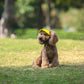 🎁2026 New Arrivals 50% OFF💥Dog Sun Hat with Wide Brim – UV protection & breathable – Adjustable strap, perfect for summer walks or beach trips – keeps your pet cool and safe 🐶🌊✨