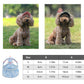 🎁2026 New Arrivals 50% OFF💥Dog Sun Hat with Wide Brim – UV protection & breathable – Adjustable strap, perfect for summer walks or beach trips – keeps your pet cool and safe 🐶🌊✨
