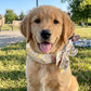 🎁2026 New Arrivals 50% OFF💥Summer Pet Cooling Collar Wrap