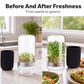 🎁2026 New Arrivals 50% OFF💥Grow Fresh Sprouts At Home – Glass Sprouting Jar Kit With Blackout Sleeve🥗