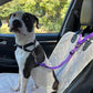 🎁2026 New Arrivals 50% OFF💥2-in-1 Car Safety & Walk Leash – Headrest Mount, No Seatbelt Buckle Needed! 🚗