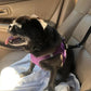 🎁2026 New Arrivals 50% OFF💥2-in-1 Car Safety & Walk Leash – Headrest Mount, No Seatbelt Buckle Needed! 🚗