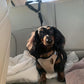 🎁2026 New Arrivals 50% OFF💥2-in-1 Car Safety & Walk Leash – Headrest Mount, No Seatbelt Buckle Needed! 🚗