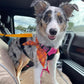 🎁2026 New Arrivals 50% OFF💥2-in-1 Car Safety & Walk Leash – Headrest Mount, No Seatbelt Buckle Needed! 🚗