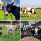 🎁2026 New Arrivals 50% OFF💥Livestock Full Massage Grooming Scratching Brush